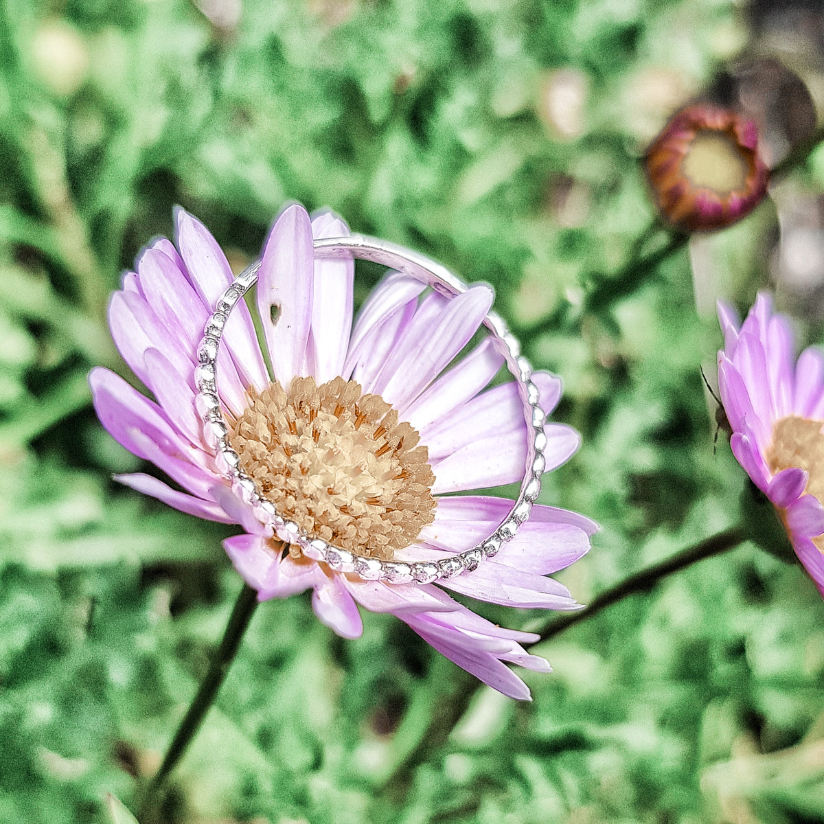 Spring Rituals – TheThirdEyeNZ