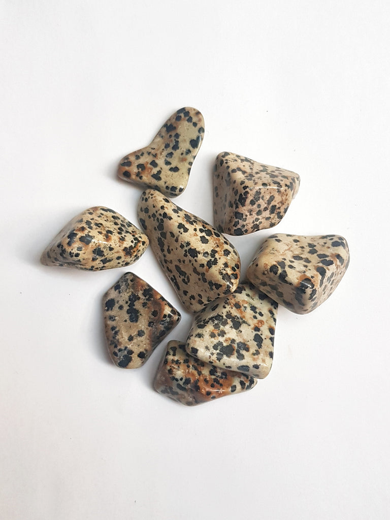 This is a bundle of Dalmatian jasper tumbles crystals that are white with black spots in colour, available at our third eye crystal store in Auckland, New Zealand